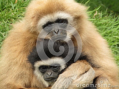 White handed gibbons hugging Stock Photo