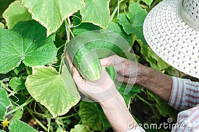 White hands hold vegetables in the garden summer close up gardening relaxing vegetarian outside farming healthy organic produce Stock Photo