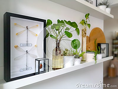 White hanging shelves with multiple plants and framed taxidermy insect art such as butterflies in a black and white interior Stock Photo