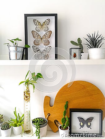 White hanging shelves with numerous plants and framed taxidermy insect art such as butterflies and a colorful beetle Stock Photo