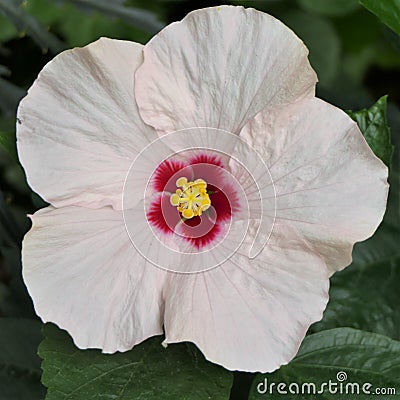 White Hawaiian Hibiscus Stock Photo