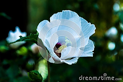 White hawaiian hibiscus Stock Photo