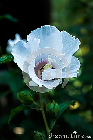 White hawaiian hibiscus Stock Photo