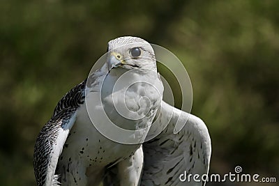 white hawk closeup portrait with green forest on background Stock Photo