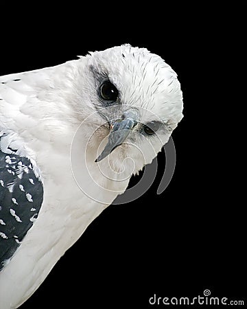 White hawk peeking Stock Photo