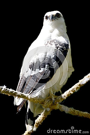 White Hawk Pseudastur albicollis Stock Photo