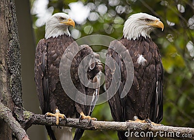 White Head Bald Eagles in Tree Washington Stock Photo