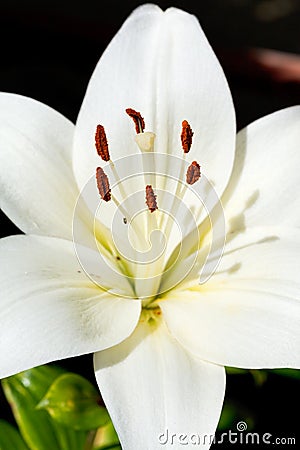 White head of bloom Lilium candidum Stock Photo