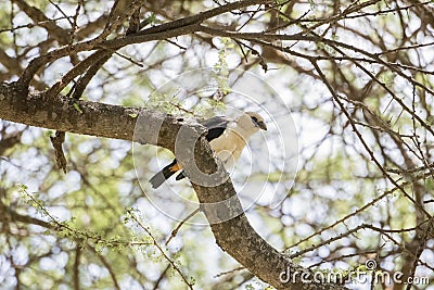 White-headed Buffalo-Weaver Dinemellia dinemelli in an Acacia Tree Stock Photo