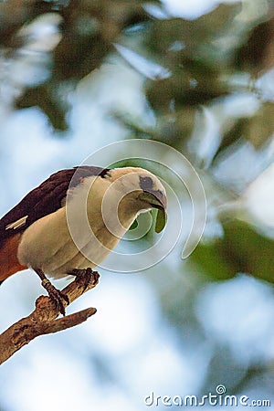 White-headed Buffalo weaver, Dinemellia dinemelli Stock Photo