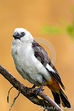 White headed Buffalo Weaver Stock Photo