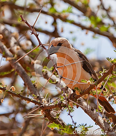 A White-headed Buffalo Weaver with a twig Stock Photo