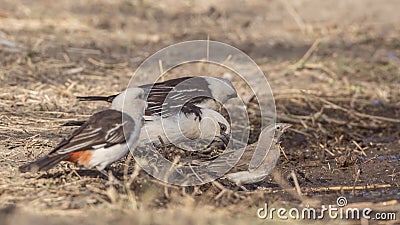 White-headed Buffalo Weavers Thirsty Stock Photo