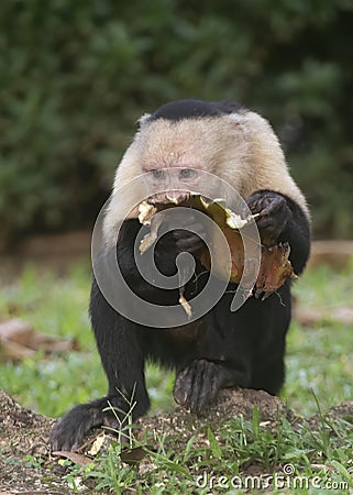 White-headed capuchin Cebus capucinus, Costa Rica Stock Photo