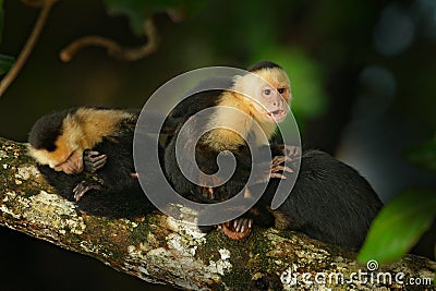 White-headed Capuchin, Cebus capucinus, black monkey sitting on the tree branch in the dark tropic forest, animal in the nature ha Stock Photo