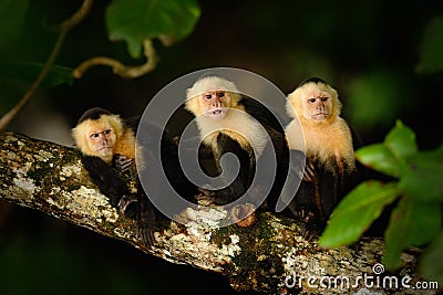 White-headed Capuchin, Cebus capucinus, black monkey sitting on the tree branch in the dark tropic forest, animal in the nature ha Stock Photo