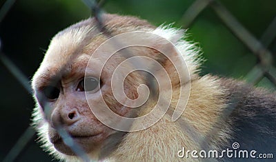 White headed capuchin monkey in cage in Costa Rica Stock Photo