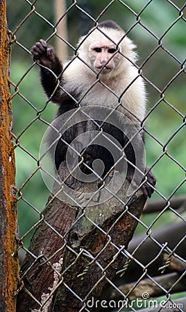 White headed capuchin monkey in cage in Costa Rica Stock Photo