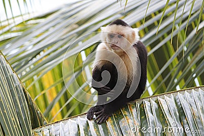 White-headed Capuchin Monkey Sitting in a Palm Tree Stock Photo