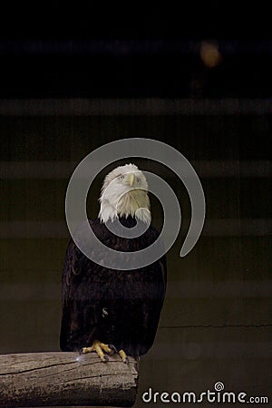 White headed eagle, bald eagle Stock Photo