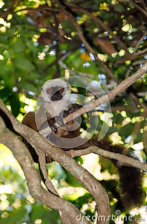 White-headed lemur Madagascar wildlife Stock Photo