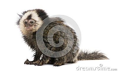 White-headed Marmoset against white background Stock Photo