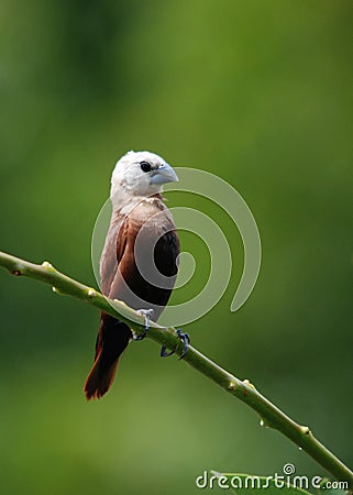 White-Headed Munia Stock Photo