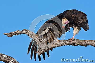 White headed vulture Stock Photo