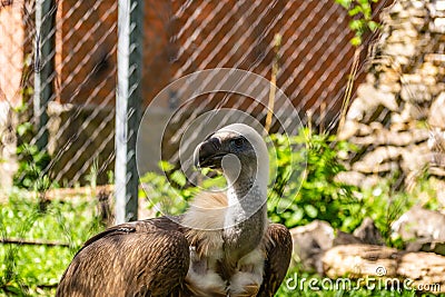 White-headed vulture. A large adult from the order Falconiformes and the family of hawks. Interesting animal feeds Stock Photo