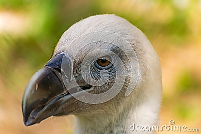 White-headed vulture. A large adult from the order Falconiformes and the family of hawks. Interesting animal feeds Stock Photo