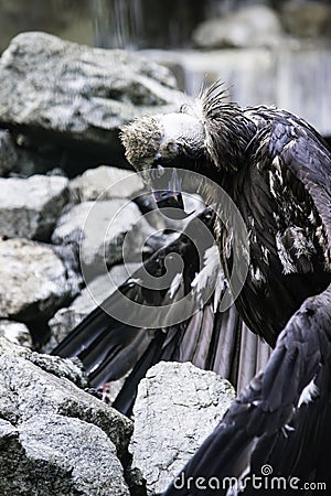 A white-headed vulture sits on stones and dries wings after rain Stock Photo