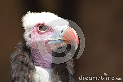 White-Headed Vulture (Trigonoceps Occipitalis) Stock Photo