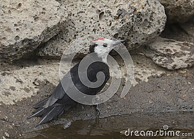 White-headed Woodpecker male leuconotopicus albolarvatus Stock Photo