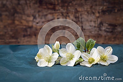 white hellebore flowers Stock Photo