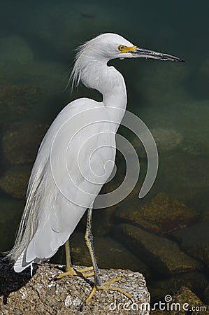 White heron Stock Photo