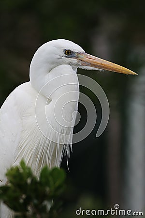 White Heron bird Stock Photo