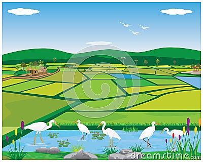 White heron bird in paddy field Vector Illustration