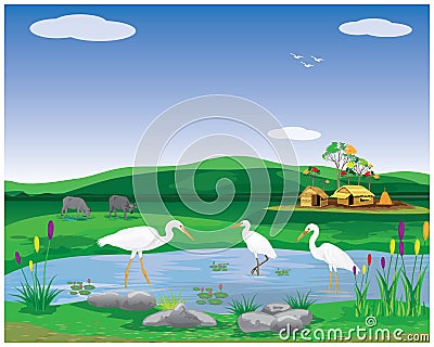 White heron bird in paddy field Vector Illustration