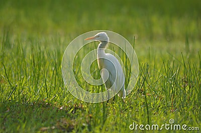 White heron on grass field,bird on grass field Stock Photo