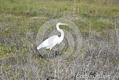 White Heron in a Grass Field with Neck Curved Stock Photo