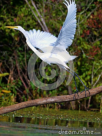 White heron Stock Photo