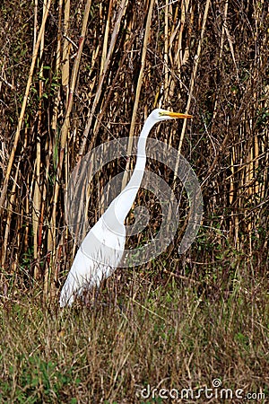 White heron in marsh vegetation Stock Photo