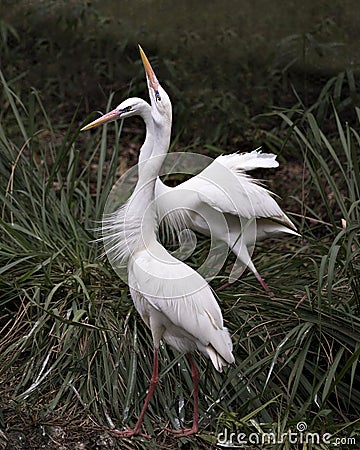 White Heron Photo. Picture. Image. Portrait. Close-up profile view. Love birds. Courtship. Foliage background Stock Photo