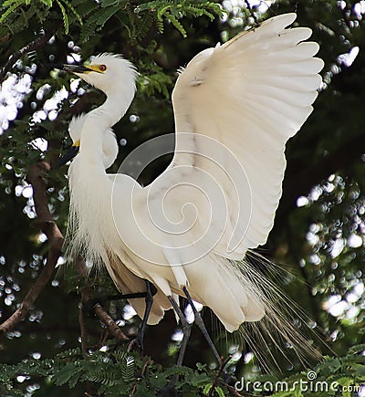 White heron sitting on a tamarind tree and looking at the meeting with love wings up Stock Photo