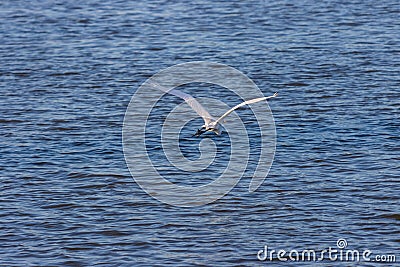 White heron (Ardea Alba) in flight over the Tampamachoco Lagoon in Tuxpan, Veracruz, Mexico Stock Photo