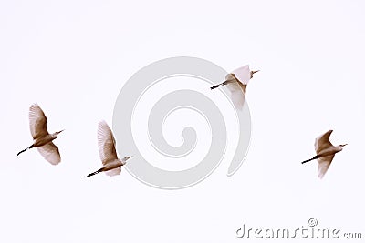 White herons flying. Blurred photo with birds in motion. Beautiful birds flying Stock Photo