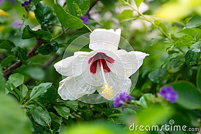 White hibiscus, chinese rose flower Stock Photo