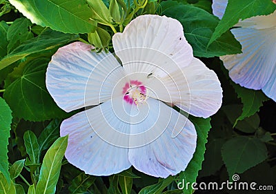 White Hibiscus flower with five large petals Stock Photo