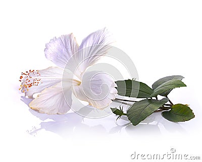 White hibiscus flower isolated on white background Stock Photo