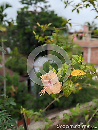 White Hibiscus Flower ( Sada Joba Stock Photo